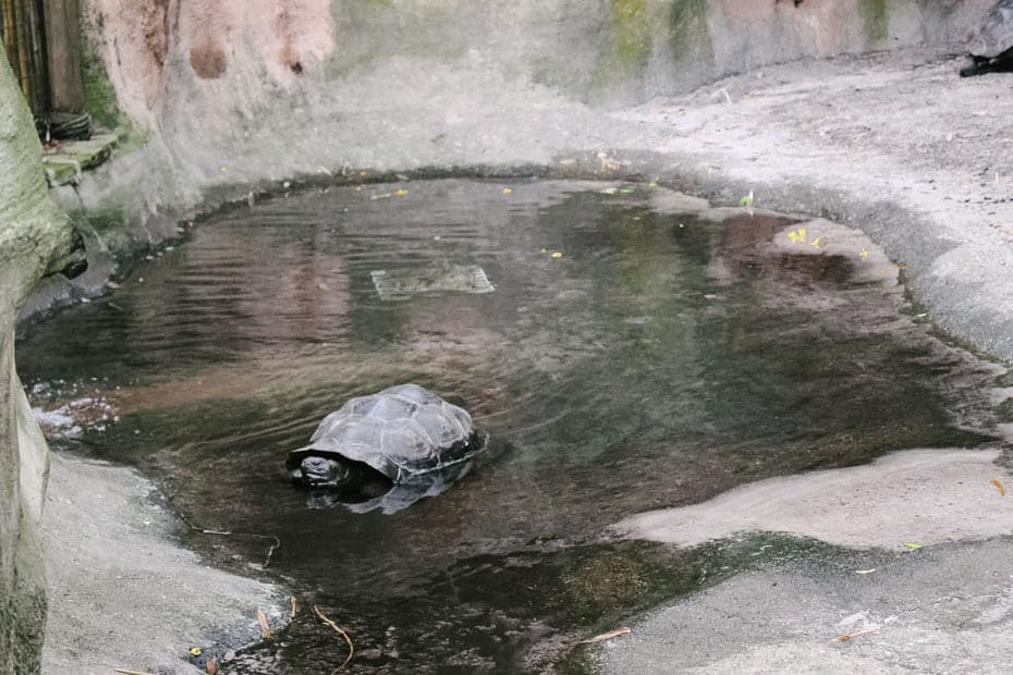 a Galapagos Tortoise in a small pond on the Discovery Island Trail 