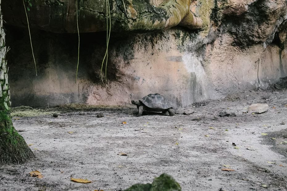 a Galapagos Tortoise 