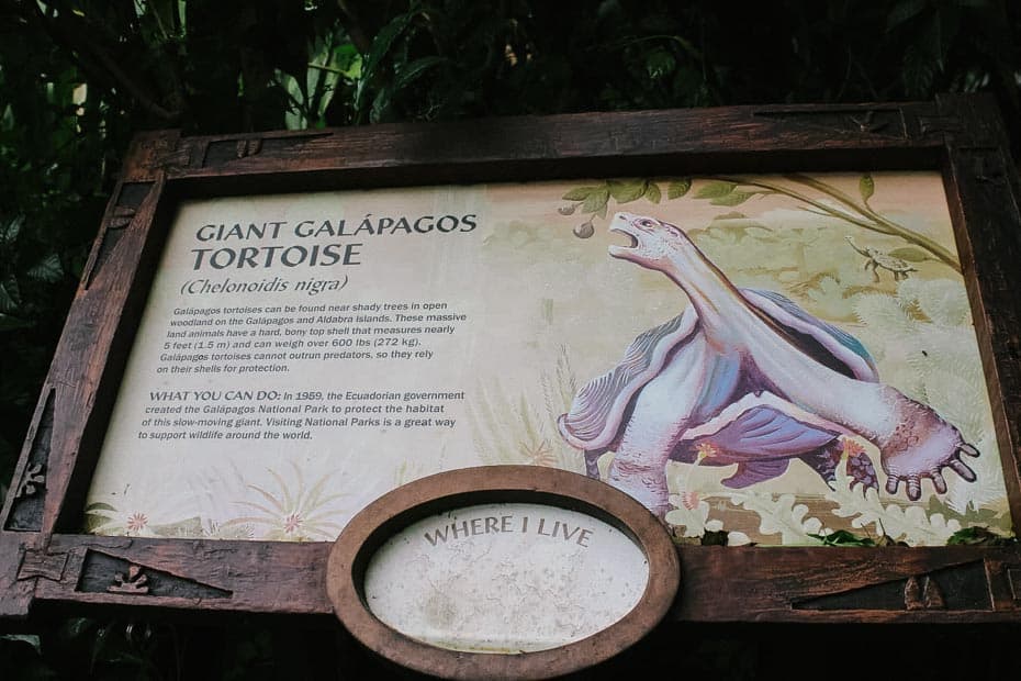 Galapagos Turtle on Discovery Island Trail