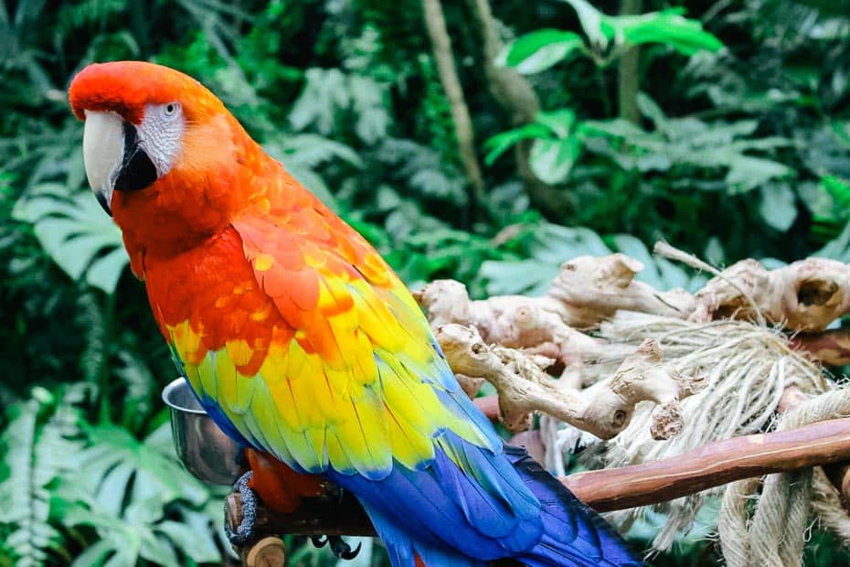 a closeup of a macaw on the Discovery Island Trails 