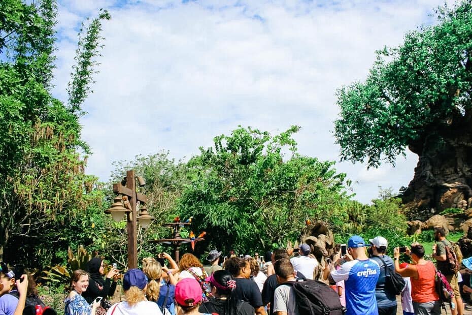 Discovery Island at Animal Kingdom 