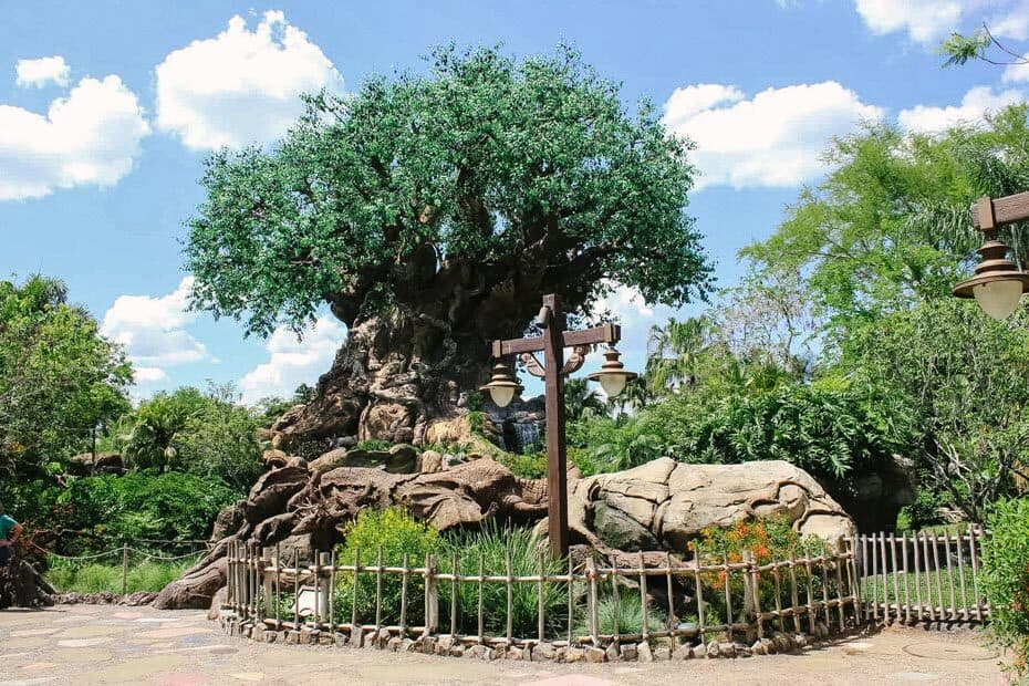 Discovery Island Trails at Animal Kingdom 