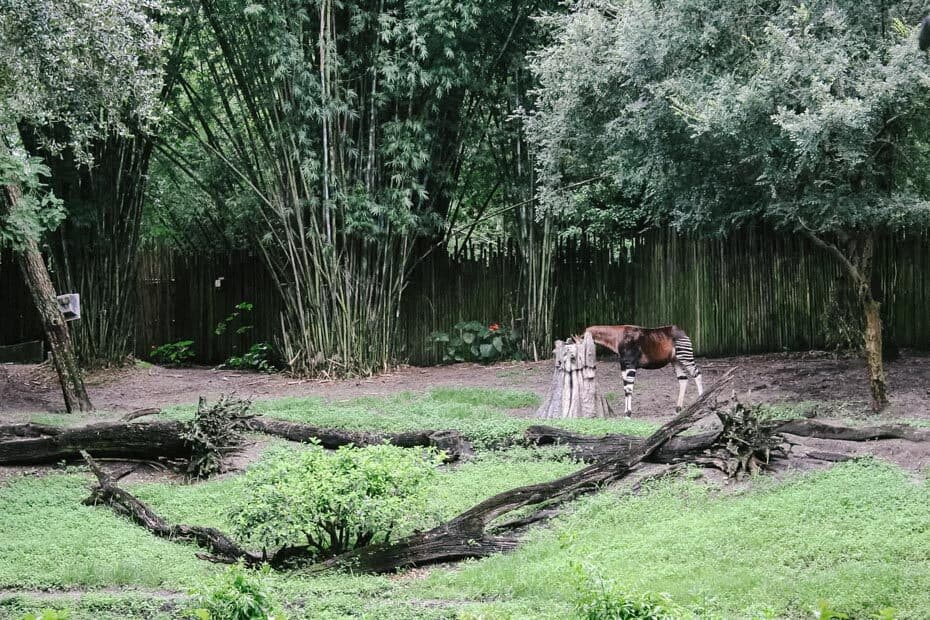 gorilla trek disney world