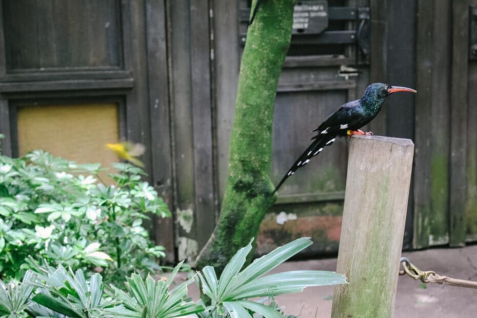 Exotic Birds on Gorilla Falls Exploration Trail