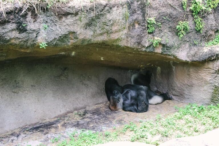 A Visit to Gorilla Falls Exploration Trail at Disney’s Animal Kingdom