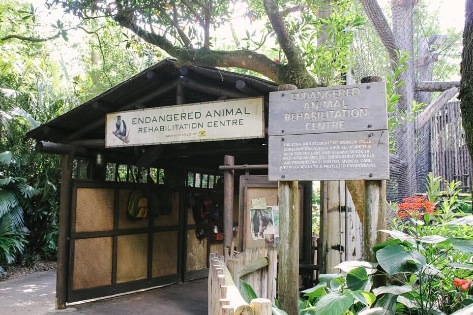 Gorilla Falls Trail Entrance at Animal Kingdom 