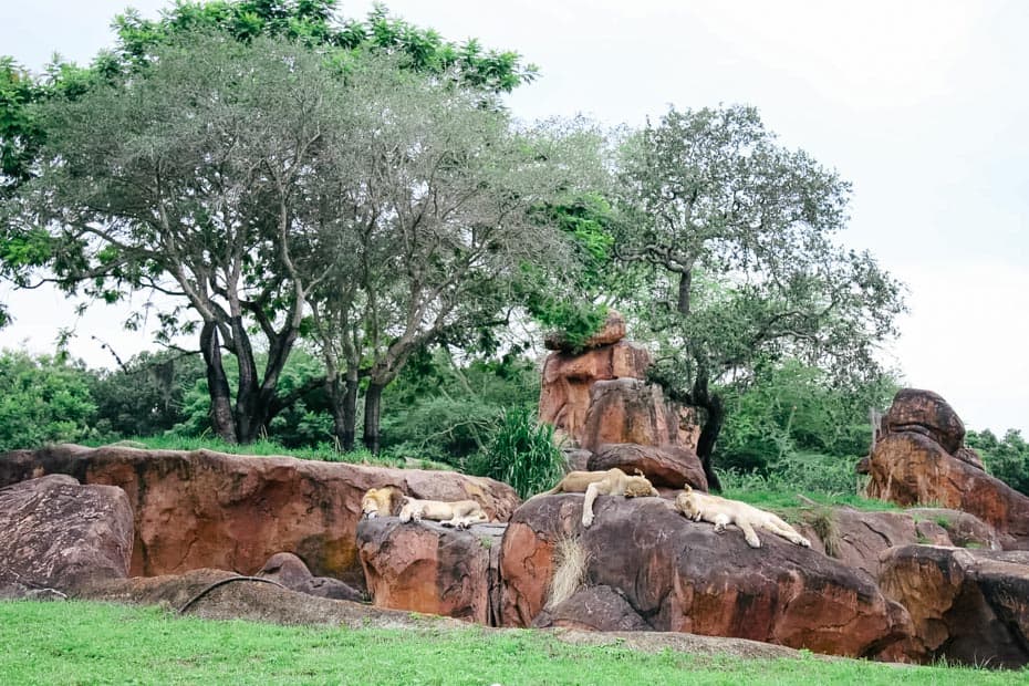 a group of lions resting on Kilimanjaro Safaris
