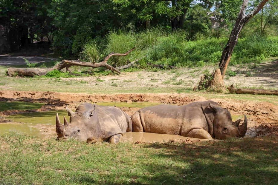 how long is the kilimanjaro safari at disney world