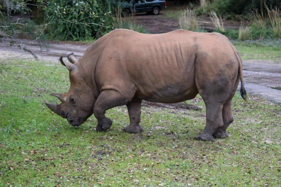 how long is the kilimanjaro safari ride at animal kingdom