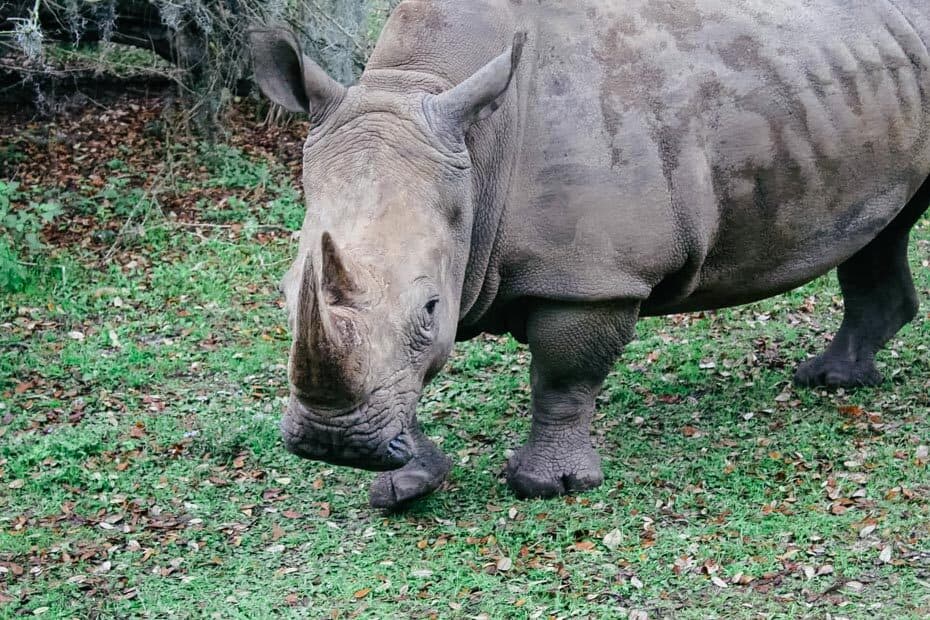 how long is the kilimanjaro safari ride at animal kingdom