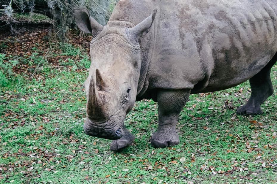 a rhinoceros close to the safari truck