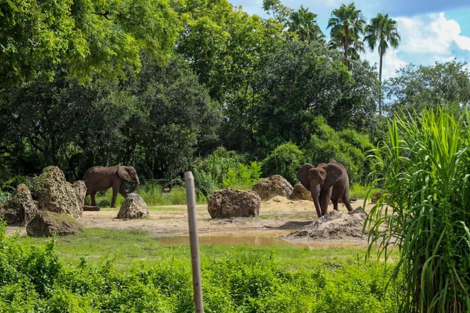 animal kingdom kilimanjaro safari animal list