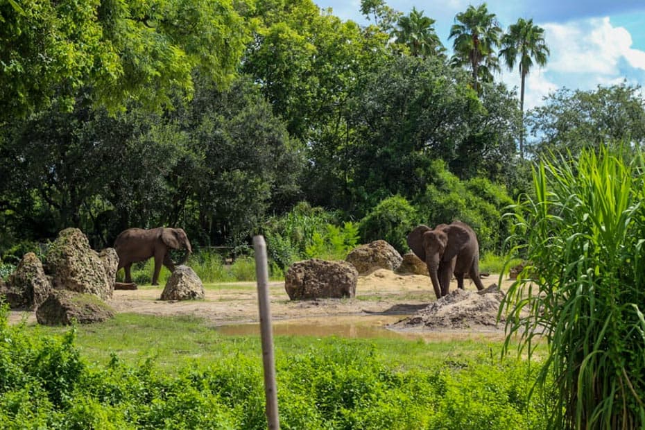 Elephants