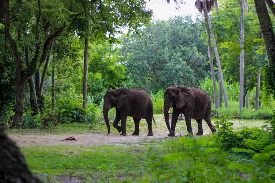 how long is the kilimanjaro safari at disney world