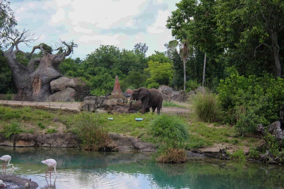 how long is the kilimanjaro safari at disney world