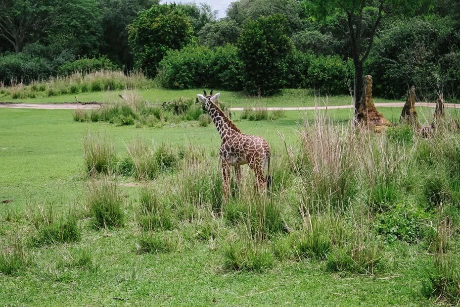 animal kingdom kilimanjaro safari animal list