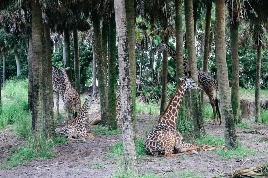 how long is the kilimanjaro safari at disney world