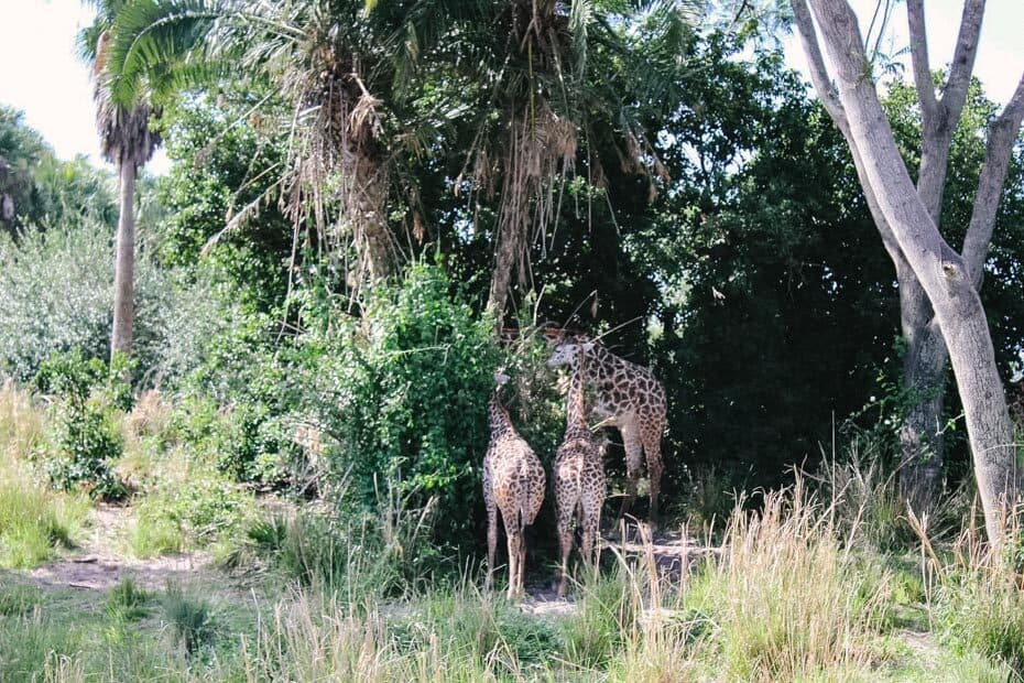 how long is the kilimanjaro safari ride at animal kingdom