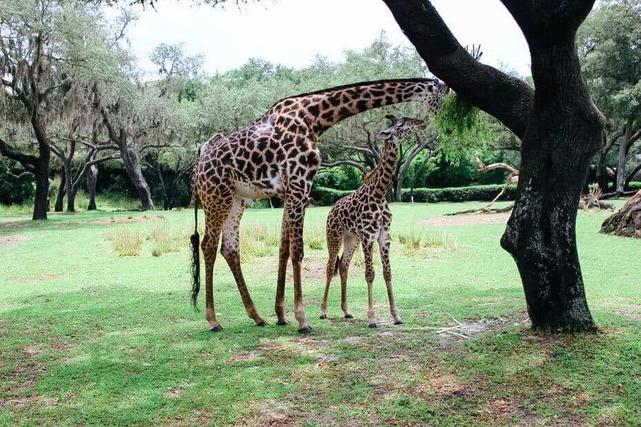 animal kingdom kilimanjaro safari animal list