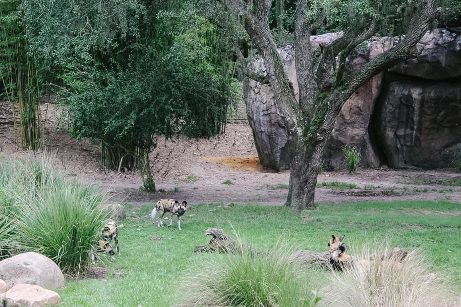 painted dogs roaming the savanna at Kilimanjaro Safaris