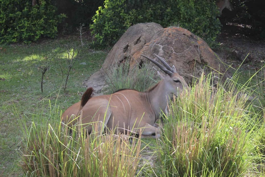 a Eland at Disney's Animal Kingdom