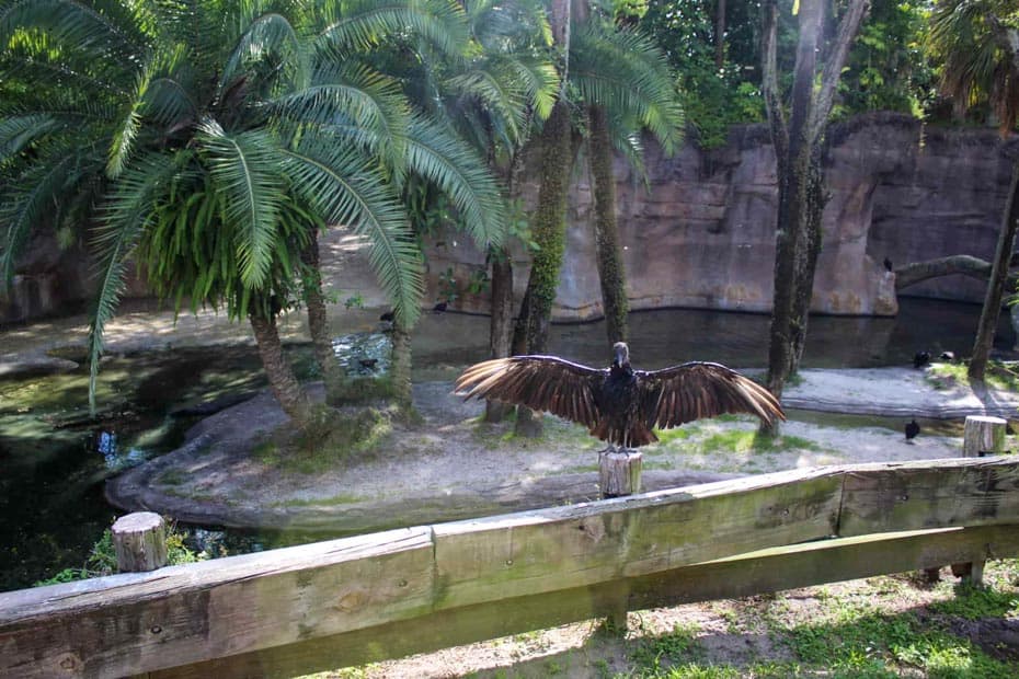 vulture with wings spread completely on Kilimanjaro Safaris