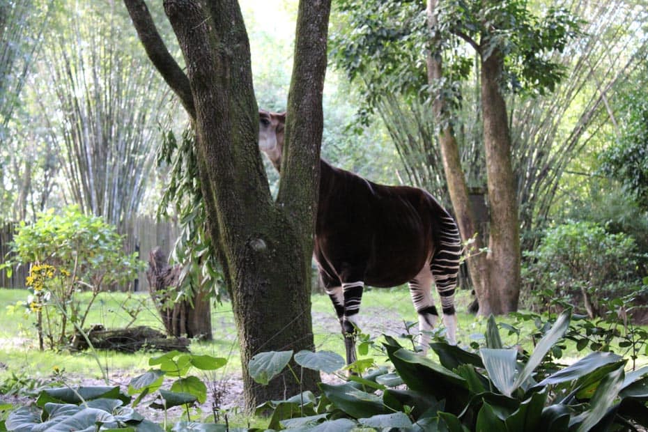 An Okapi hiding behind a tree on Kilimanjaro Safaris.