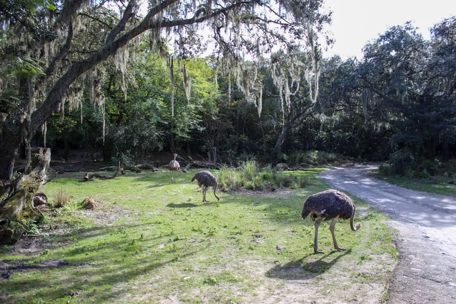 ostriches on Kilimanjaro Safaris