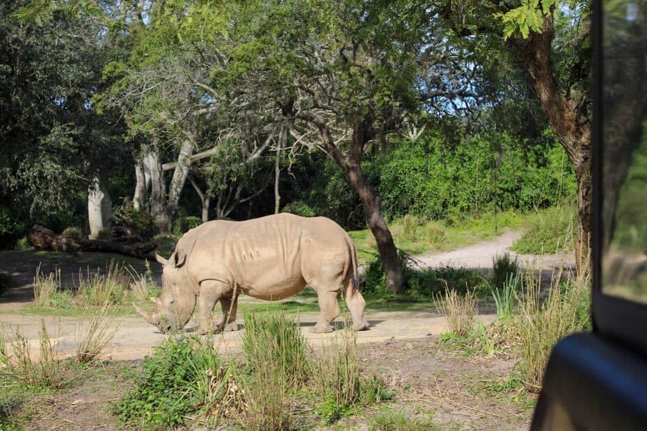 animal kingdom kilimanjaro safari animal list