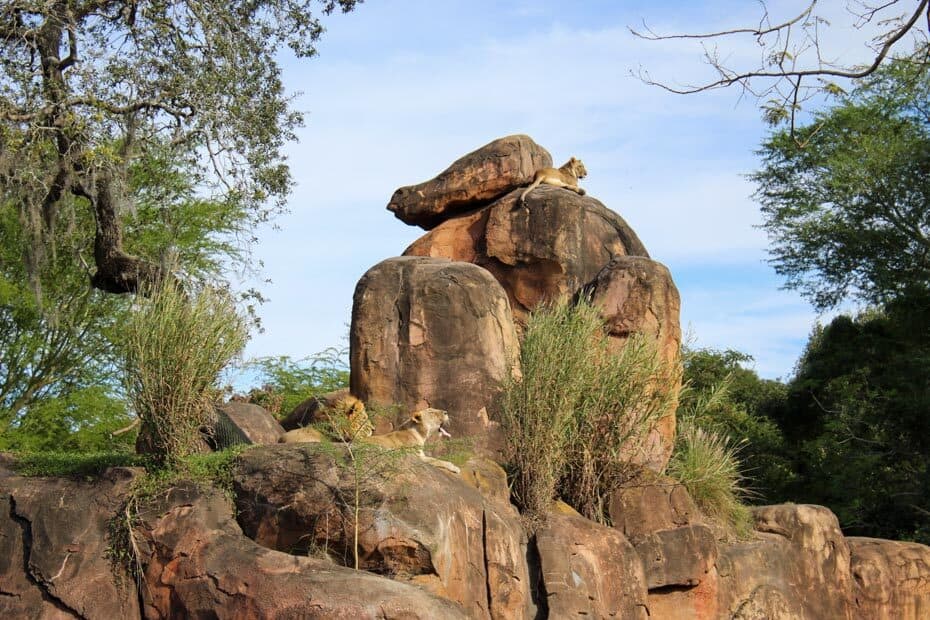 animal kingdom kilimanjaro safari animal list