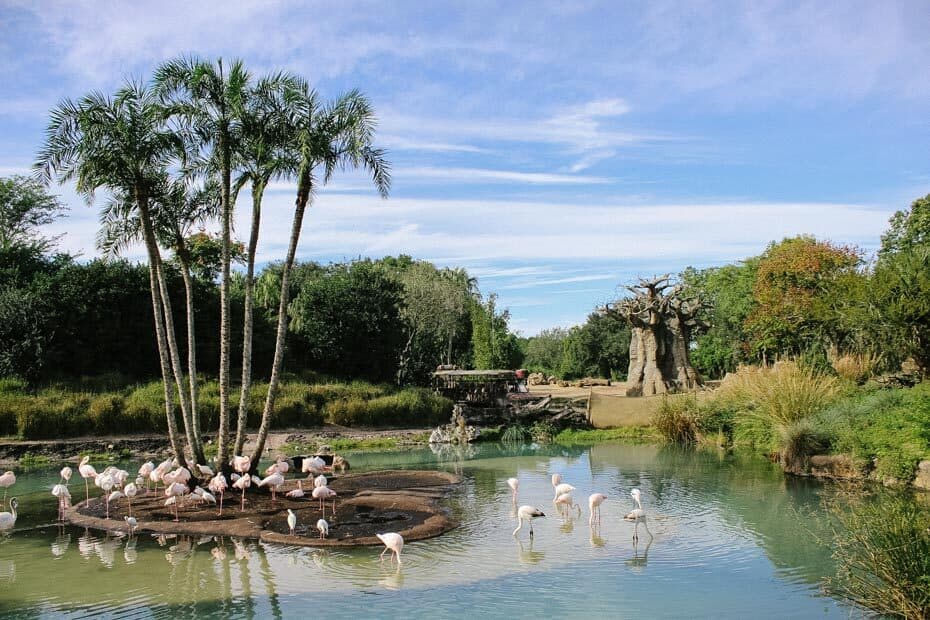 animal kingdom kilimanjaro safari animal list