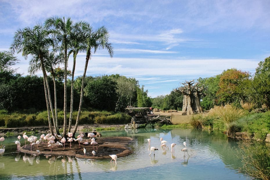 a flamboyance of flamingos on Kilimanjaro Safaris