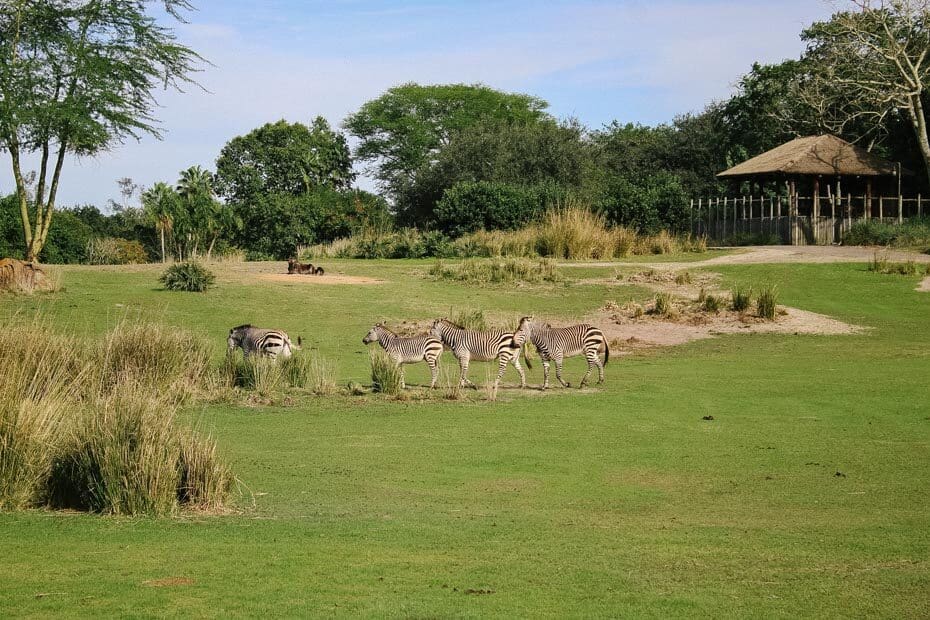 how long is the kilimanjaro safari ride at animal kingdom