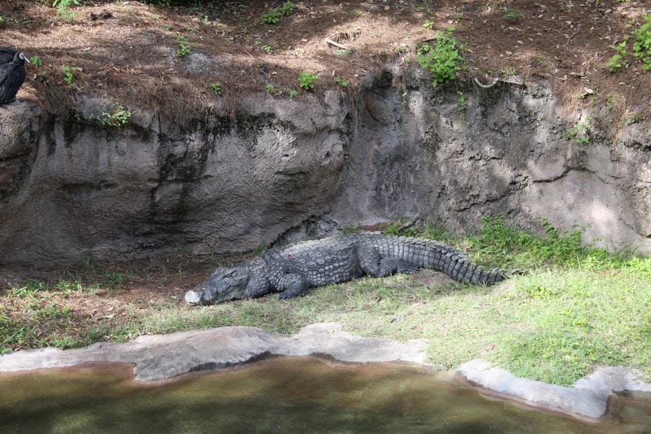 a Nile crocodile on Kilimanjaro Safaris