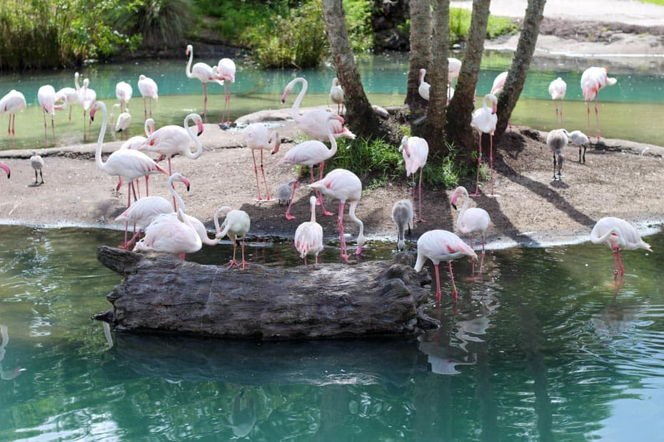 close up view of the flamingos