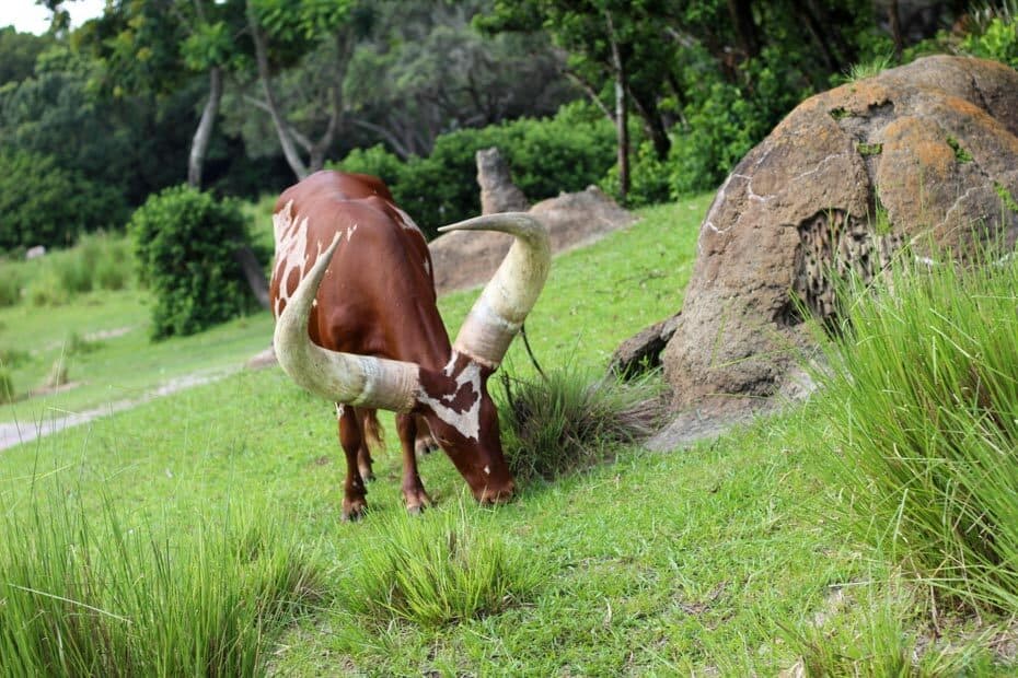 length of kilimanjaro safari animal kingdom