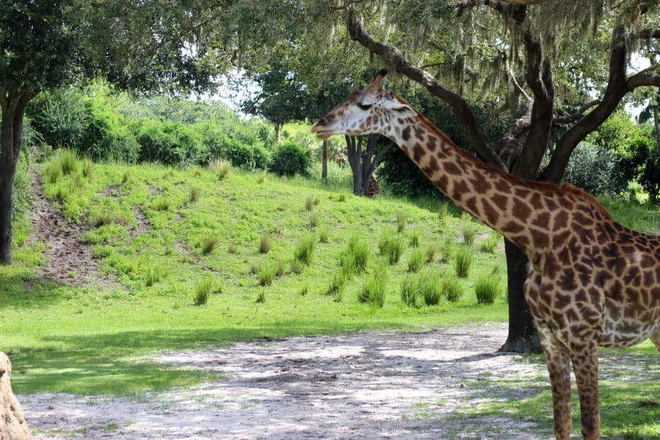 length of kilimanjaro safari animal kingdom