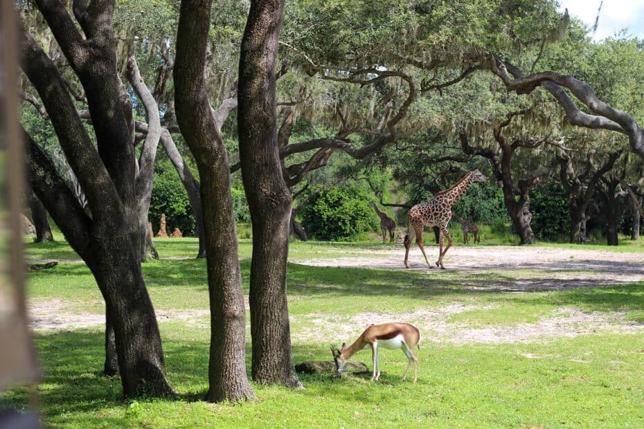 how long is the kilimanjaro safari at disney world