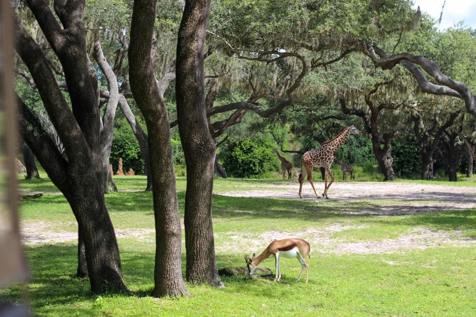 a Springbok with giraffe in the distance