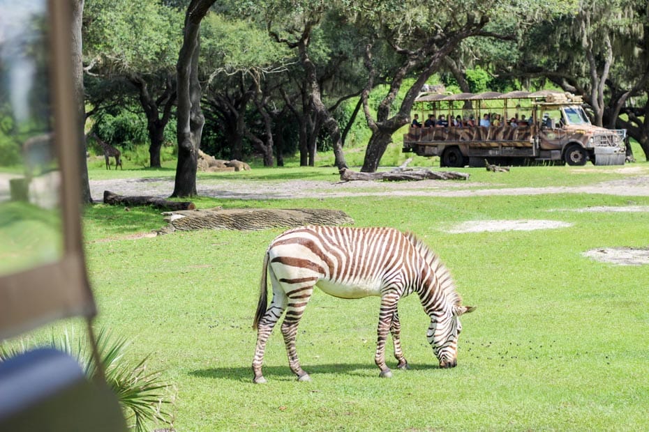 a zebra wth a safari truck in the background at Disney's Animal Kingdom