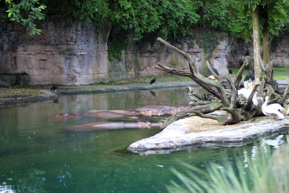 a bloat of hippos seen from Kilimanjaros Safaris