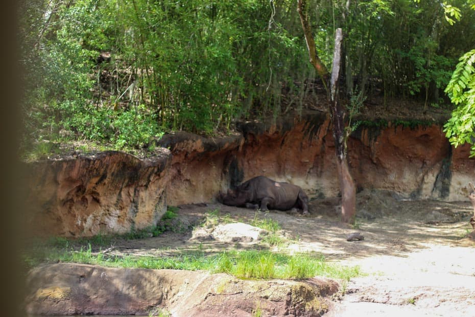 a black rhino against a red clay embankment