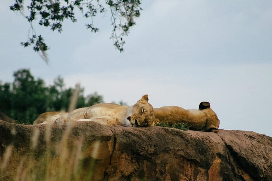 animal kingdom kilimanjaro safari animal list