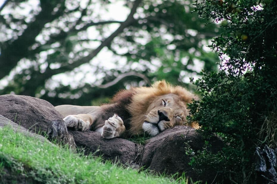 length of kilimanjaro safari animal kingdom