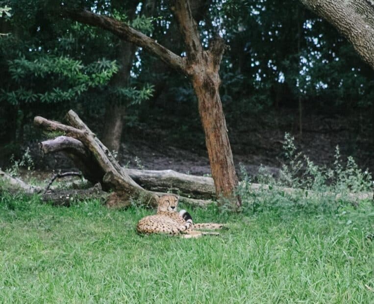 animal kingdom kilimanjaro safari animal list