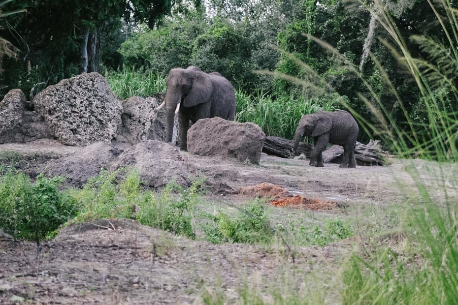a mother and baby elephant on Kilimanjaro Safaris