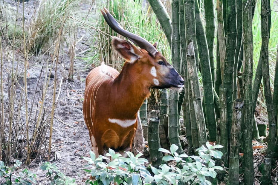 A Bongo in the bush on Kilimanjaro Safaris.