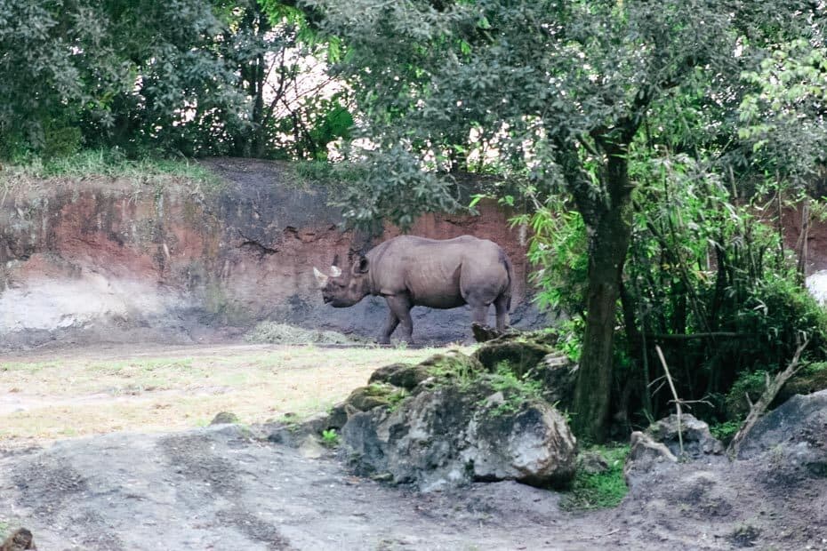 animal kingdom kilimanjaro safari animal list