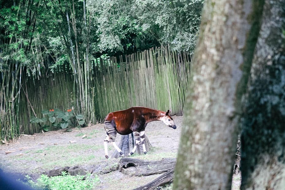 Okapi at Disney's Animal Kingdom 