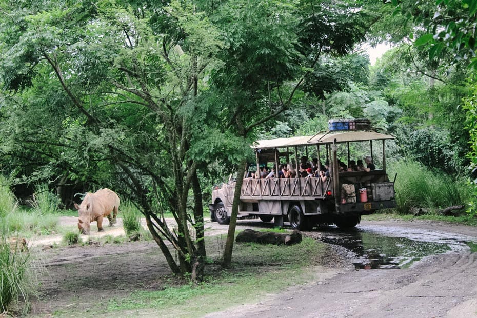 a safari vehicle passing a rhinoceros at Disney's Animal Kingdom